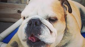 Accessible on any device · no cc or payment required Best Dog Obedience Schools In Chicago Cbs Chicago