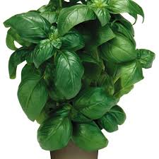 Image result for Ocimum basilicum