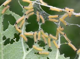 Maybe you would like to learn more about one of these? Milkweed Tussock Moth Caterpillars Euchaetes Egle By Christine Young Jungledragon