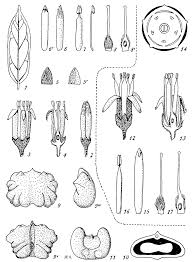 Image result for Rhaphiostylis