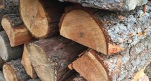 Osage orange firewood is an incredibly dense, hot burning firewood with heating qualities similar to coal. Angeles National Forest Offering Free Firewood Collection Permits Pasadena Now
