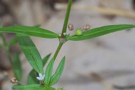 Image result for Oldenlandia