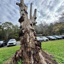 Image result for Eucalyptus sp.