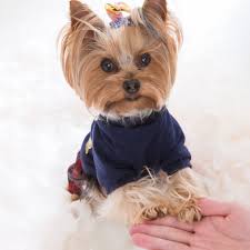 Image result for white yorkshire terrier