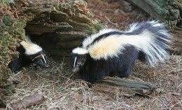 How To Get Rid Of Skunk Smell With A Home Remedy To Eliminate Odor On Pets Striped Skunk Skunk Smell Skunk Spray