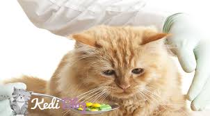 Kedilerde Mide Hastaliklari Ve Tedavisi Kedi Blog
