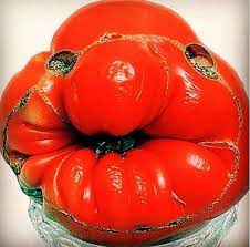 Hier sollen die kinder möglichst selbständig bilder zu ende. Obst Und Gemuse Lustig Witzig Bild Bilder Spruch Spruche Kram Tomate Mit Gesi Lustig Fruchte Obst Und Gemuse Obst