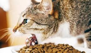 If, however, a cat skips a meal for some reason, or if they aren't fed on time, that build up of juice and acid can irritate the stomach and cause. Pin On Cats
