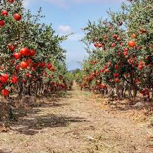 Ripe Pomegranate Fruits On The Branches Of Trees In The Garden Pomegranate Fruit Fruit Garden Fruit Trees