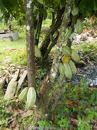 Cocoa plantation produces cocoa from cocoa fields. Photo Of Cocoa Fruits Hanging From The Tree Cocoa Plantation Perak Malaysia Added Image Ma22853