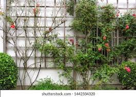 Check spelling or type a new query. House Garden Trellis Along Wall Stock Photo Edit Now 1442334320