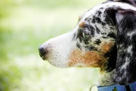 Planning for your pet's future. Dare To Rescue Where Every Dog S A Wiener
