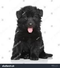 Dogs for Sale in Sheikhupura Road