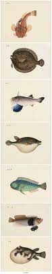Fishes Scientific Illustration Fish Illustration Framed Tattoo