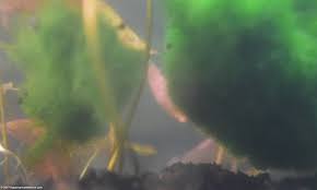 Cloudy Aquarium Water Bacterial Bloom Waste Buildup