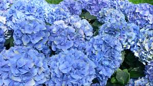 This charming arrangement of 1 blue hydrangea, 10 pink roses, 10 purple roses, 2 carnations, 2 purple eustoma with eucalyptus, brings warmth and joy to the heart of your loved ones. Hydrangea Bouquet Delivery London Uk