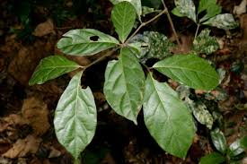 Image result for Heinsenia