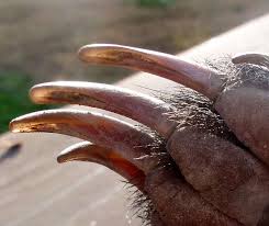 Badger Claws