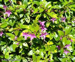 Image result for Eranthemum laxiflorum