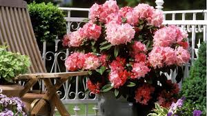 How To Grow A Rhodie In A Pot Grow Beautifully Garden Containers Container Gardening Small Space Gardening