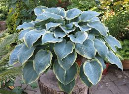 Dazu viele triebe mit unterschiedlich großen blättern in natürlicher maserung. Hosta Pflanzen Pflege Und Sorten