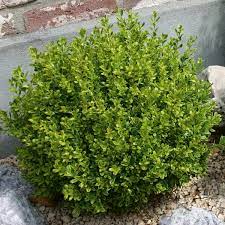 Small, fragrant, creamy yellow flowers develop in spring. Littleleaf Boxwood Golden Dream Buxus Microphylla My Garden Life