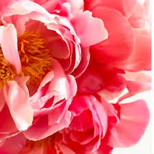 Maybe you would like to learn more about one of these? Urbanstems 212 Photos 307 Reviews Florists New York Ny Phone Number Yelp
