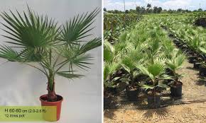 Canary island date palm a.k.a. Washingtonia Robusta Mexican Fan Palm Skyduster Garden Plants Online