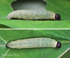 Image result for Trichoneura