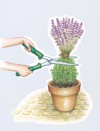 Lavendel Richtig Schneiden Garten Lavendel Bepflanzung Garten Bepflanzen