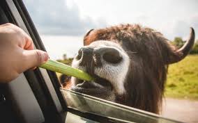 Dried beans, such as pinto, red, fava (however should be cooked or heat treated) watermelon rinds. Can Horses Eat Celery Harmful Or Beneficial Equine Desire