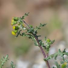 Image result for Senecio pleistocephalus