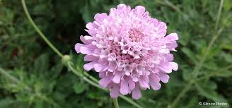 Image result for Odontosoria africana