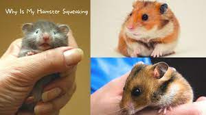 Why Is My Hamster Squeaking 7 Causes And 5 Solutions
