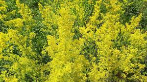 The sanziene are, together with fates, mysterious fairies with magical powers that bless people and animals, strengthen marriages, and heal people. Sanziene Country Roads World Enjoyment