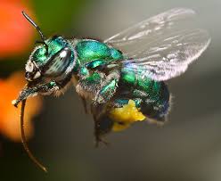 Free printable cartoon bee coloring page for kids, belows to insects category. Orchid Bees Ask A Biologist