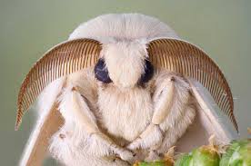 Black And White Moth Symbolism And Spiritual Meaning Sign Meaning