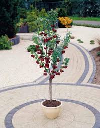 Mini Cerisier Spur Van Arbre Fruitier Nain Arbre Fruitier Graines D Arbres