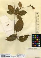 Image result for Jasminum bakeri