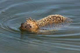 5 Tipps Fur Mehr Tierschutz Im Garten Teich Tiere Tiere Natur Tiere