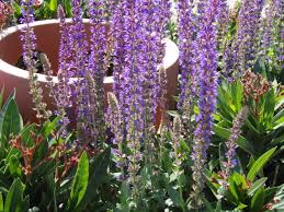 Mit seinen blättern besteht die möglichkeit, süße und herzhafte gerichte zu verzieren. Baumschule Eggert Blutenstraucher Baumschulen Heckenpflanzen Salbei Garten Salbei Ostfriesland Salvia Nemorosa Ostfriesland Direkt Vom Pflanzenversand Der Markenbaumschule Bestellen