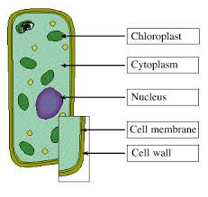 What is another name for photosynthetic cells in plants. Photosynthesis Schools At Look4