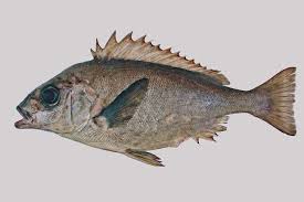 Image result for Pentanisia sykesii