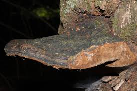 Image result for Phellinus igniarius