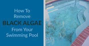 Brush all the black spots with a wire algae brush (use a nylon brush for vinyl, fiberglass or painted pools). How To Remove Black Algae From Your Swimming Pool Kill Black Algae