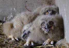 Owl blocks traffic camera in finland. Eagle Owl Reintroduction Programme Complements Danube Delta Food Chain Rewilding Europe
