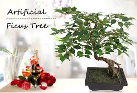 It belongs to the moraceae, the fig or mulberry family. Pappelfeige Samen Ficus Religiosa Buddha Baum Bodhi Baum Bonsai Geeignet Buy Bonsai Geeignet Buddha Baum Bodhi Baum Bonsai Geeignet Pappelfeige Samen Ficus Religiosa Product On Alibaba Com