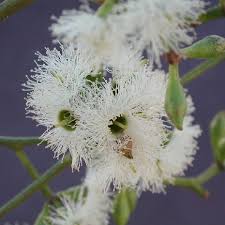 Image result for Eucalyptus tereticornis