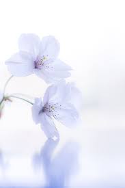 Sakura By Naoki Nomura On 500px Met Afbeeldingen Wallpaper Achtergronden Roze Bloemen Witte Bloemen