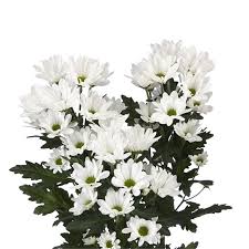 Check spelling or type a new query. White Daisy Spray Mums Florabundance Wholesale Flowers